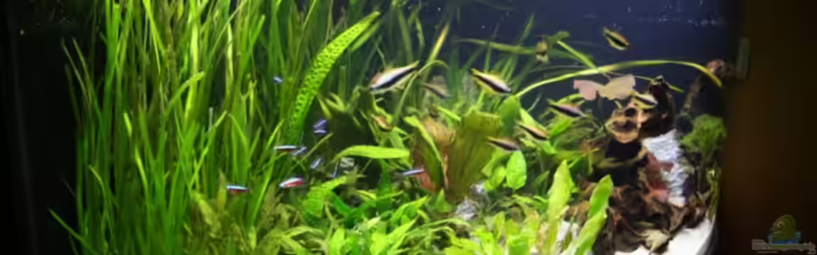 Becken 10413 von Yoshi