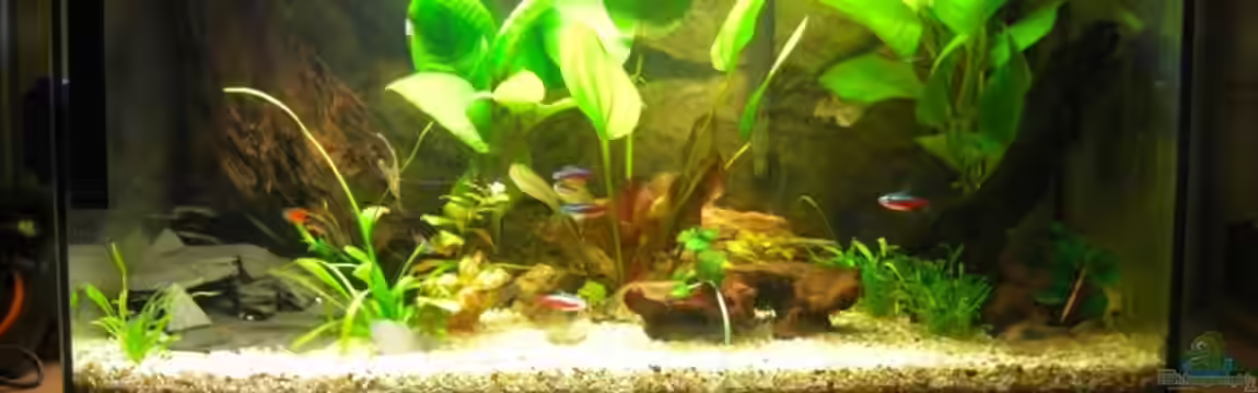 Becken 10438 von Layu