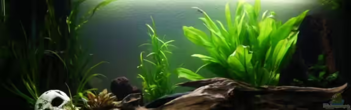 Becken 10455 von lumpi