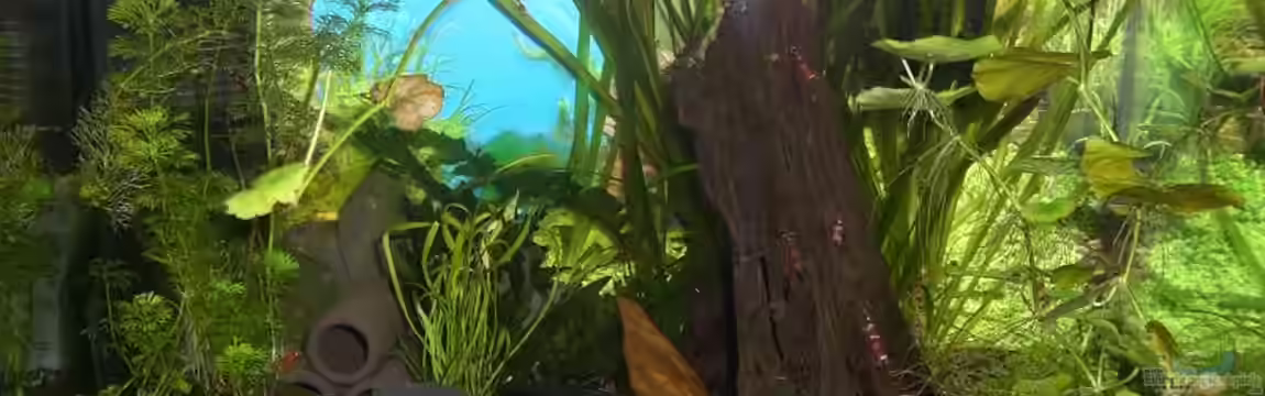 Becken 10470 von c4L!m3ro