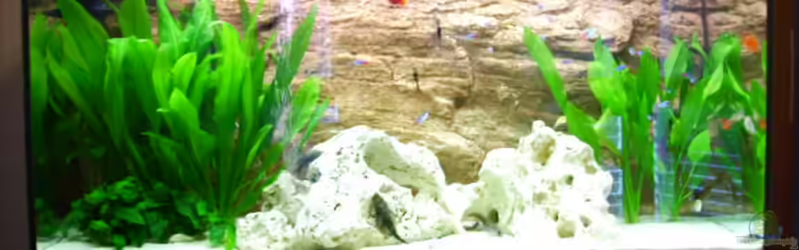 Becken 10481 von sassi259