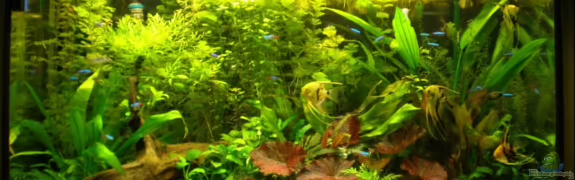 Becken 10482 von Jumper