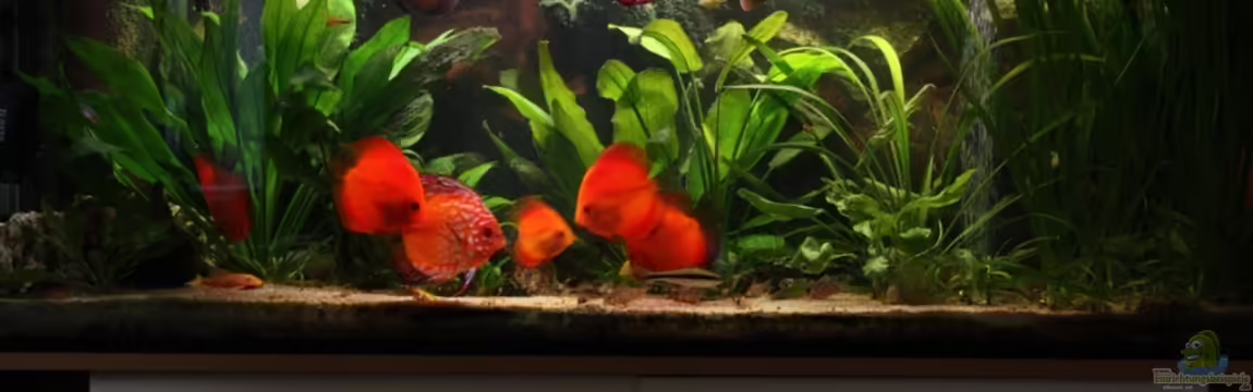 Becken 10517 von Sandro Möstel