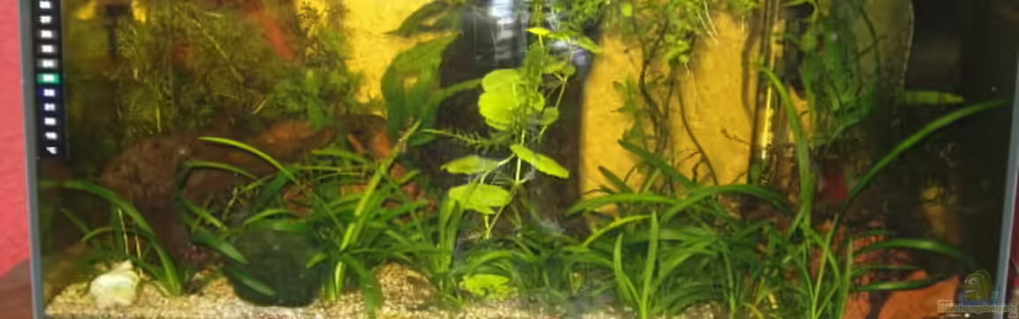 Becken 10547 von Jörg Kaminski