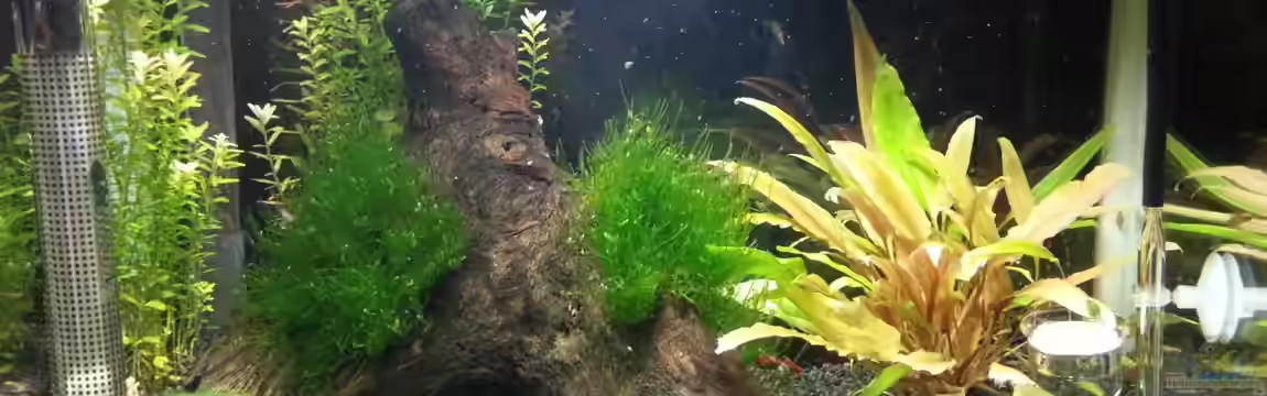 Becken 10549 von Jimbo