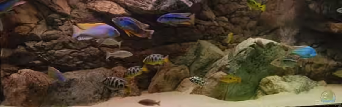 Becken 10590 von Wietze Bron