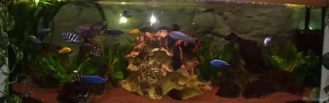 Becken 106 von David Daniel