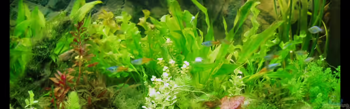 Becken 10609 von Michaela