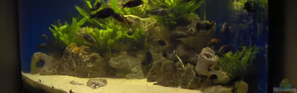 Becken 10623 von Tommy1977