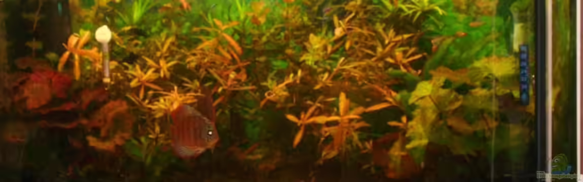 Becken 10652 von Ronny Matz