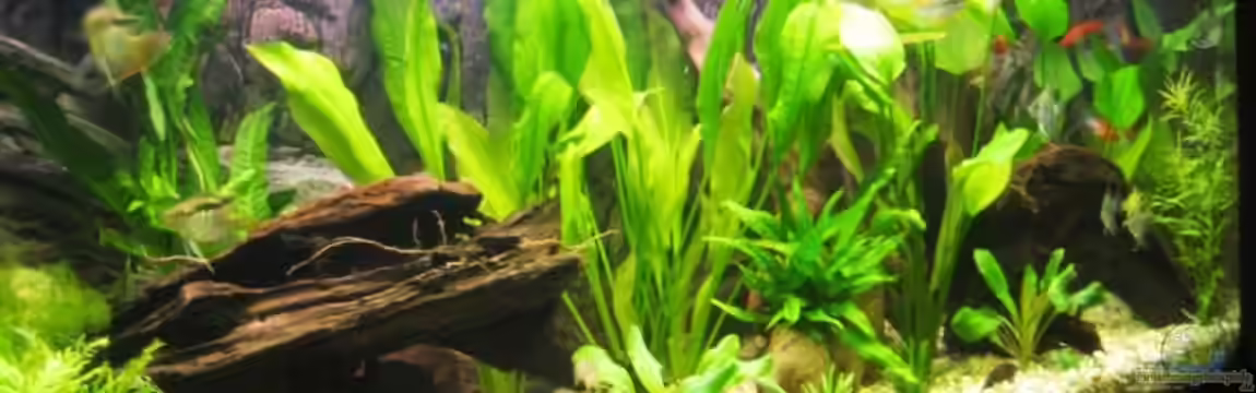 Becken 10653 von Daniel Hornoff