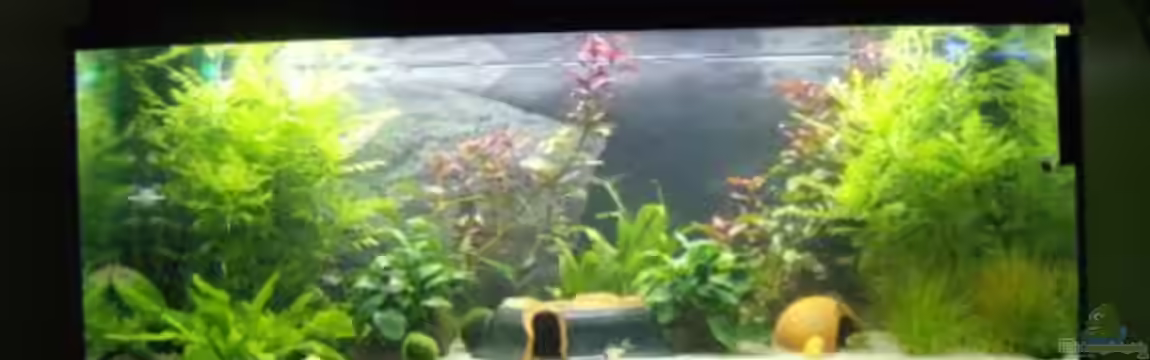 Becken 10674 von Nathaniel Fisher