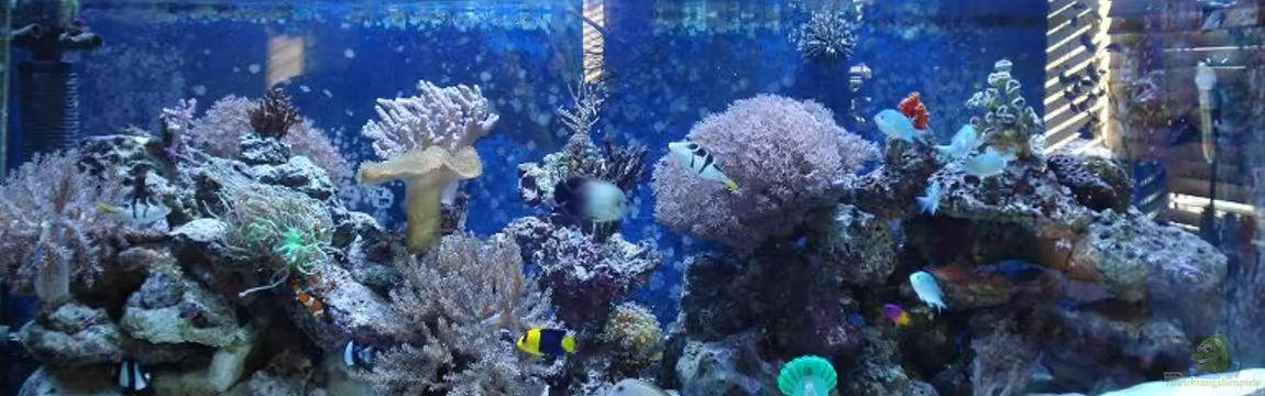 Becken 10686 von enemey