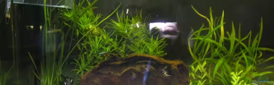 Becken 10690 von aquamax