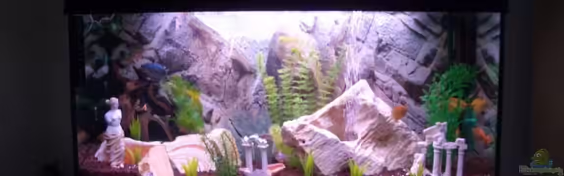 Becken 10694 von Alexander Bache