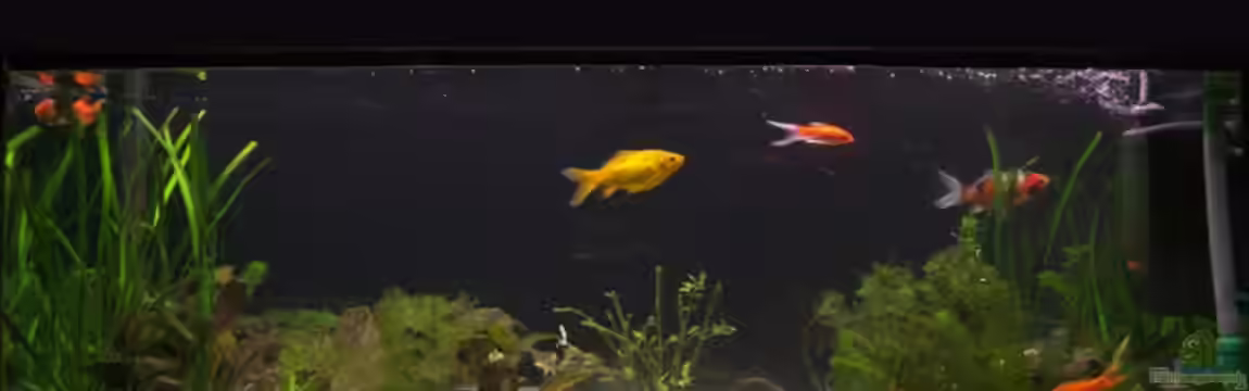 Becken 10708 von Jan Koenen