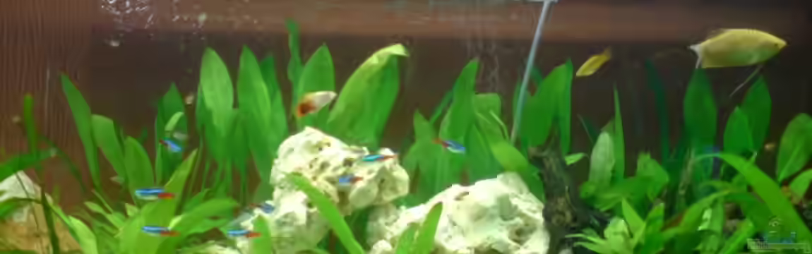 Becken 10721 von Alexander Börger