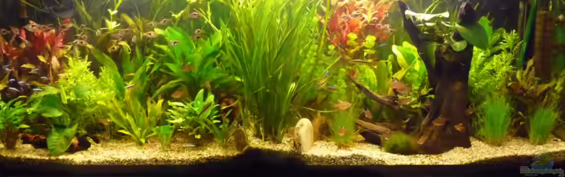 Becken 10729 von Schildi