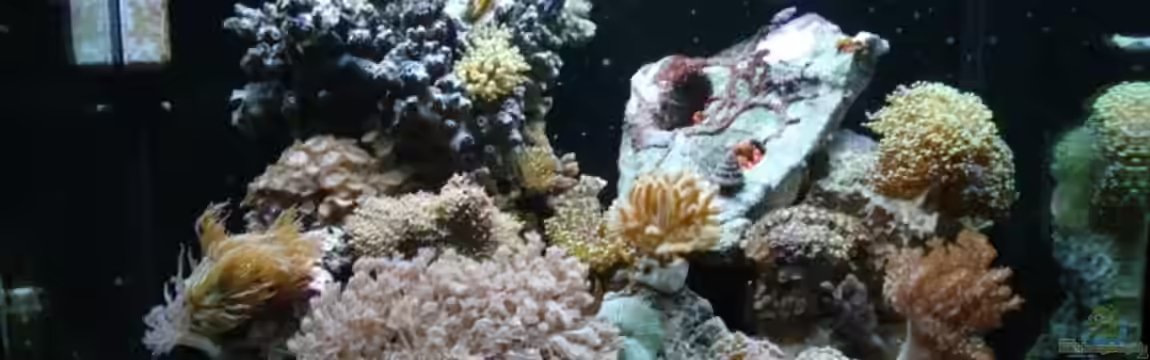 Becken 10747 von Thomas Ideus