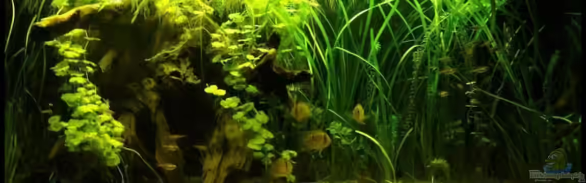 Becken 10754 von njio