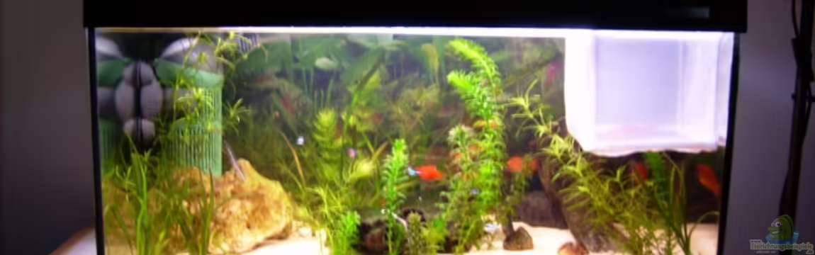 Becken 10755 von Anamorph