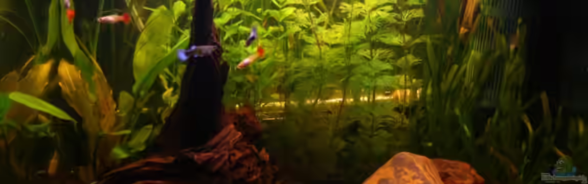 Becken 10760 von Fabio Keller