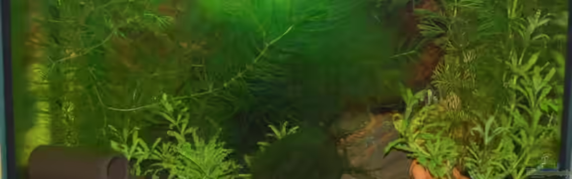 Becken 10761 von Bernhard Messinger