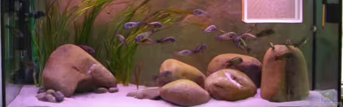 Becken 10763 von Ralph Ineichen