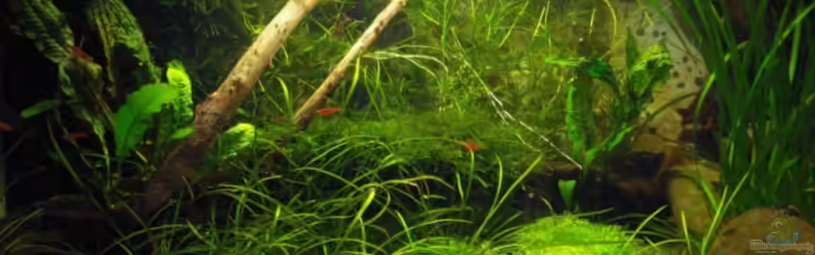 Becken 10794 von Christian J.