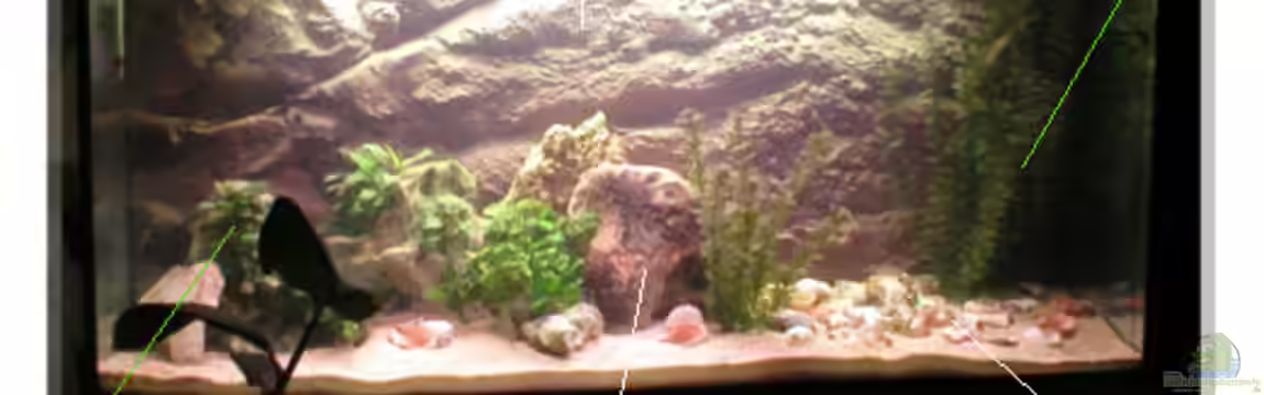 Becken 108 von Dirk A. Wolters