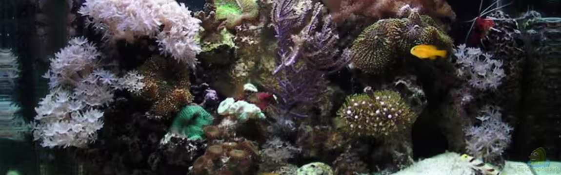 Becken 10801 von Merya