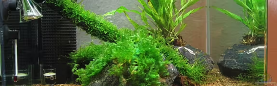 Becken 10826 von boersenhai