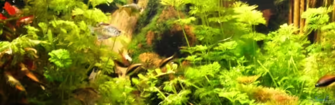 Becken 10861 von Me)-(@niC ©®