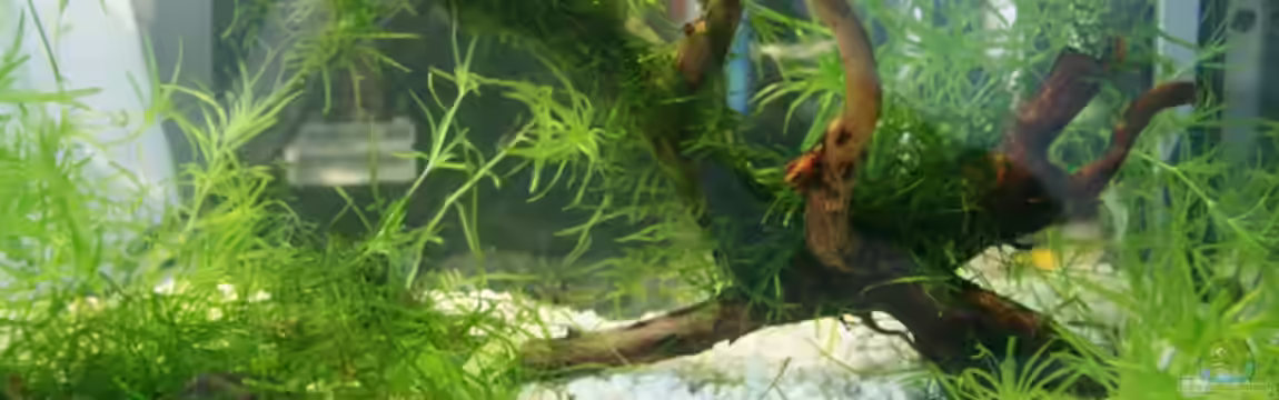 Becken 10862 von Yusui