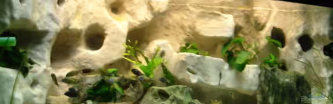 Becken 10874 von Enrico Müller