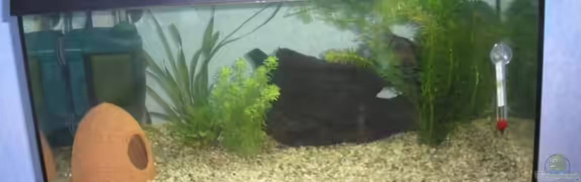 Becken 10883 von René Sievert