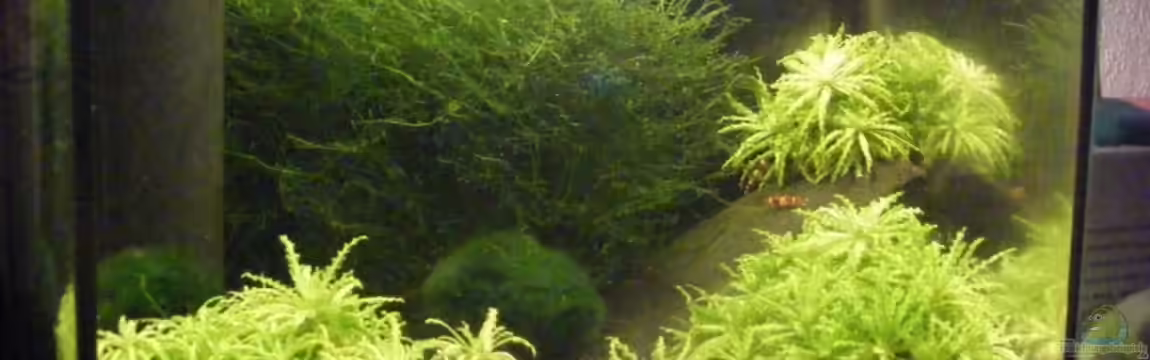 Becken 10889 von Kevin Janas