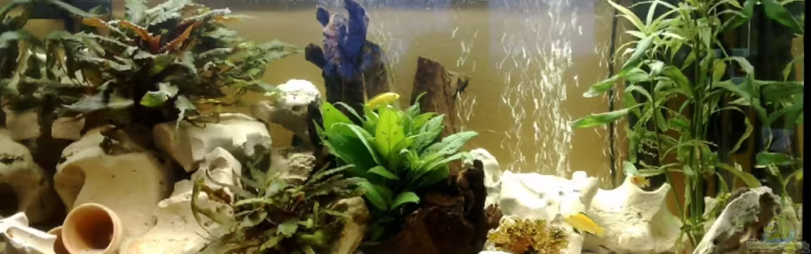 Becken 10898 von bennymotte