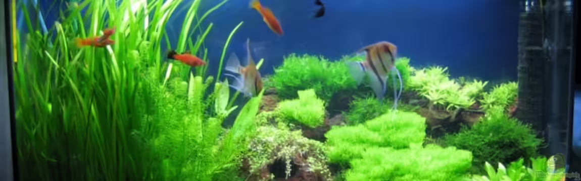 Becken 1090 von Nachtwächter