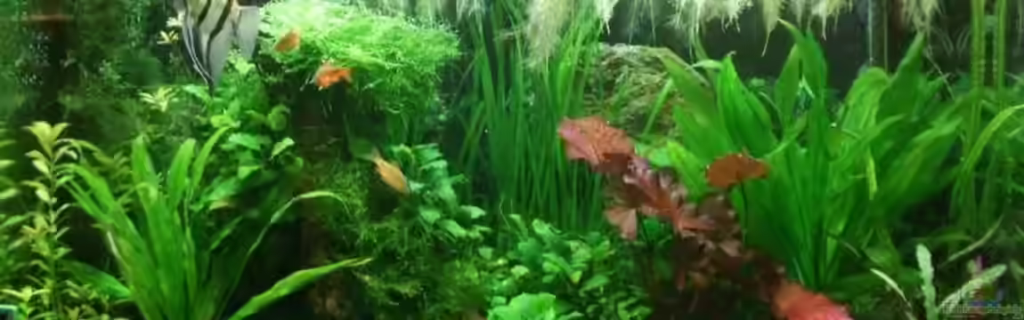 Becken 10904 von Sharky