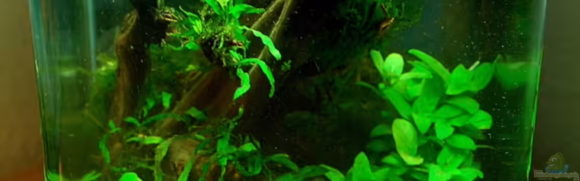 Becken 10913 von Jo The Fish