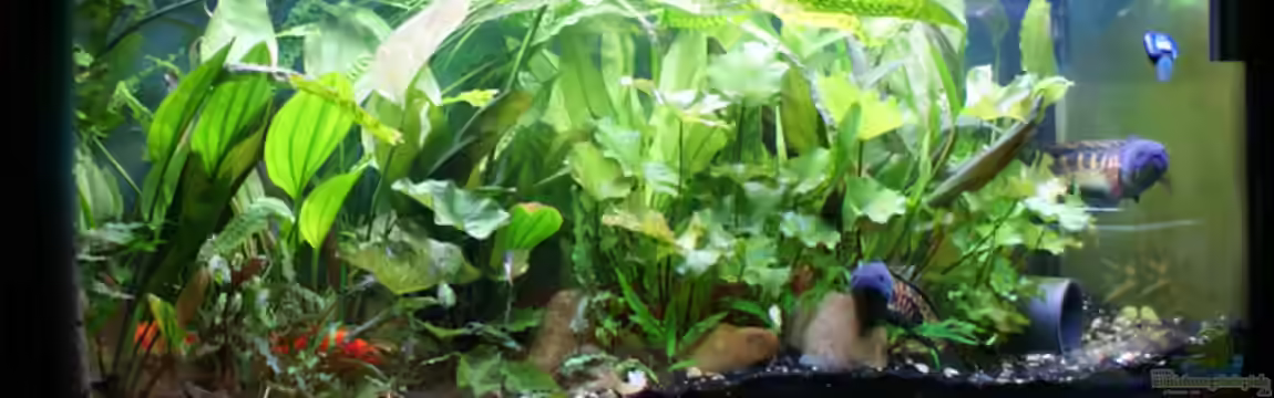 Becken 10934 von Channa667