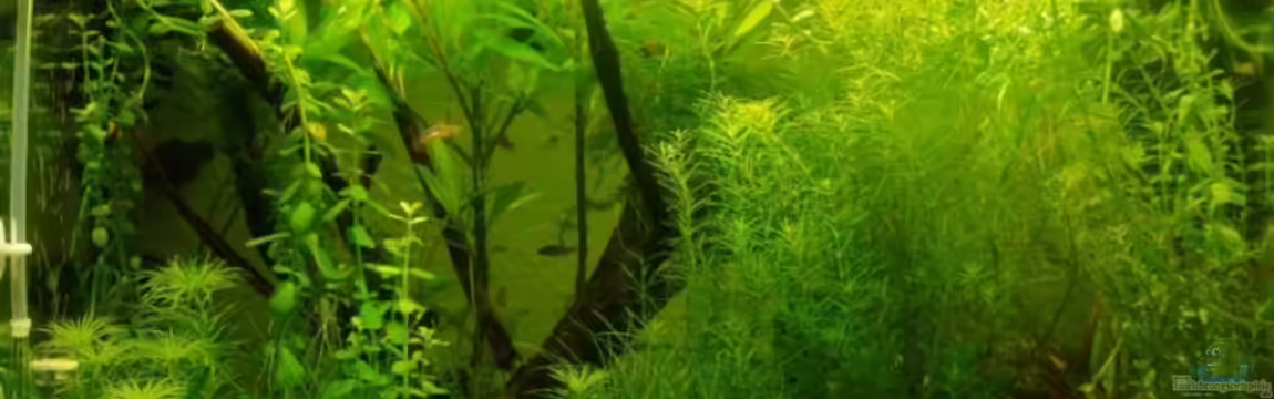 Becken 10939 von Freibel