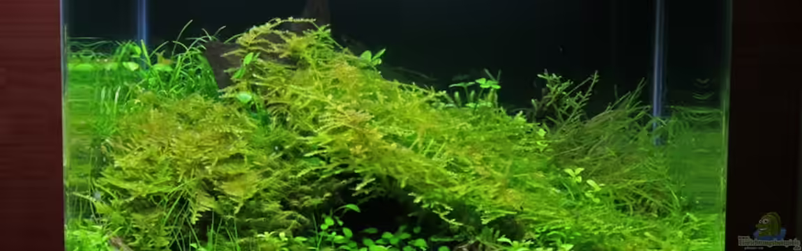 Becken 10952 von Michael Schwendinger