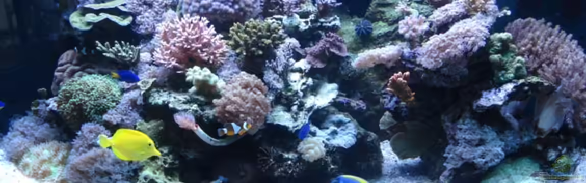 Becken 10953 von Sascha Held