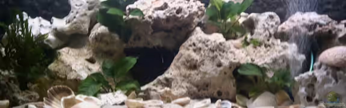 Becken 1096 von Armin Lange