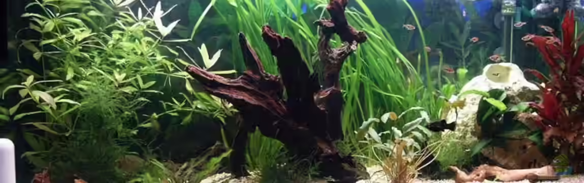 Becken 10969 von Sauerlandmicha