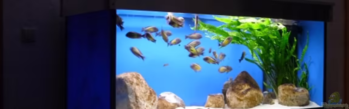 Becken 10971 von horiyoshi