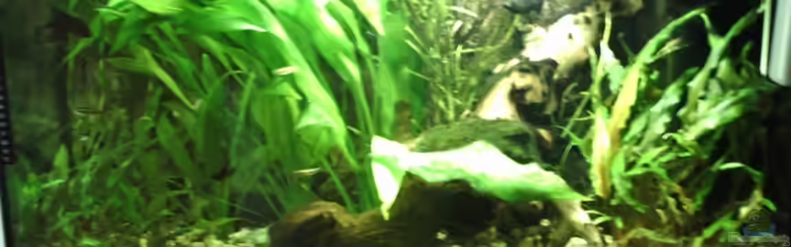 Becken 10976 von magdeburger