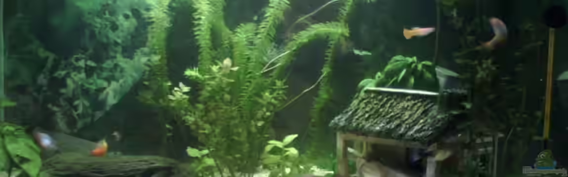 Becken 10997 von Niklas Jäschke